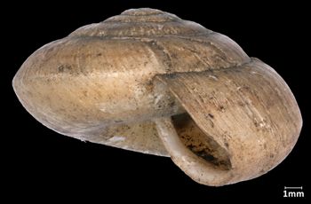 Media type: image;   Malacology 161285 Aspect: lateral